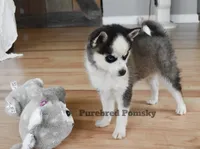 Tinker, a female Pomsky for sale in Kansas City, MO – 6 of 6
