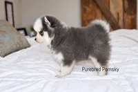Bones, a male Pomsky for sale in Kansas City, MO – 5 of 5