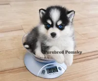 Koda, a male Pomsky for sale in Kansas City, MO – 3 of 5