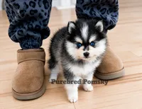 Atlas, a female Pomsky for sale in Kansas City, MO – 5 of 6