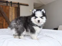 Binx, a male Pomsky for sale in Kansas City, MO – 1 of 5