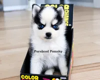 Lula, a female Pomsky for sale in Kansas City, MO – 5 of 5