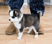 Tinker, a female Pomsky for sale in Kansas City, MO – 4 of 5