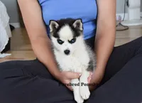 Tinker, a female Pomsky for sale in Kansas City, MO – 3 of 6