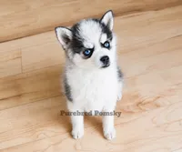 Lula, a female Pomsky for sale in Kansas City, MO – 4 of 6