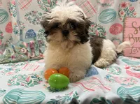Axle, a male Shih Tzu for sale in Hillsville, VA – Photo 10 of 10