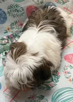 Axle, a male Shih Tzu for sale in Hillsville, VA – Photo 5 of 10