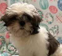 Axle, a male Shih Tzu for sale in Hillsville, VA – Photo 4 of 10