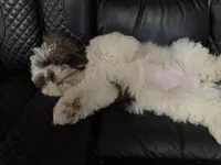 Axle, a male Shih Tzu for sale in Hillsville, VA – Photo 8 of 10