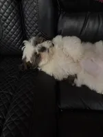 Axle, a male Shih Tzu for sale in Hillsville, VA – Photo 9 of 10