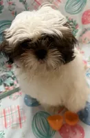 Axle, a male Shih Tzu for sale in Hillsville, VA – Photo 3 of 10