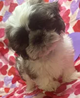 Axel, a male Shih Tzu for sale in Hillsville, VA – Photo 5 of 10