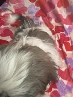 Axel, a male Shih Tzu for sale in Hillsville, VA – Photo 8 of 10