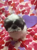 Axel, a male Shih Tzu for sale in Hillsville, VA – Photo 10 of 10