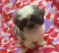 Axel, a male Shih Tzu for sale in Hillsville, VA – Photo 1 of 10