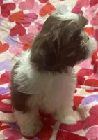 Axel, a male Shih Tzu for sale in Hillsville, VA – Photo 3 of 10