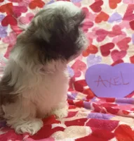Axel, a male Shih Tzu for sale in Hillsville, VA – Photo 2 of 10