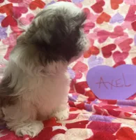 Axel, a male Shih Tzu for sale in Hillsville, VA – Photo 7 of 10