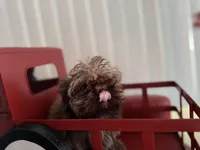 Ilo or ( Astro), a male Shih Tzu for sale in Hillsville, VA – Photo 7 of 10