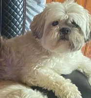 Ilo or ( Astro), a male Shih Tzu for sale in Hillsville, VA – Photo 5 of 10