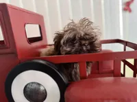 Ilo or ( Astro), a male Shih Tzu for sale in Hillsville, VA – Photo 10 of 10