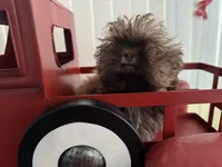 Ilo or ( Astro), a male Shih Tzu for sale in Hillsville, VA – Photo 9 of 10