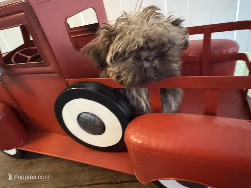 Ilo or ( Astro), a male Shih Tzu for sale in Hillsville, VA – Photo 1 of 10