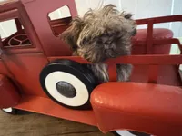 Ilo or ( Astro), a male Shih Tzu for sale in Hillsville, VA – Photo 1 of 10