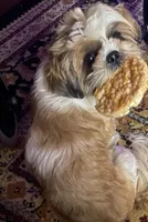 Ilo or ( Astro), a male Shih Tzu for sale in Hillsville, VA – Photo 4 of 10