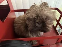 Ilo or ( Astro), a male Shih Tzu for sale in Hillsville, VA – Photo 6 of 10