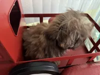 Ilo or ( Astro), a male Shih Tzu for sale in Hillsville, VA – Photo 2 of 10