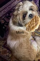 Kyvlo, a male Shih Tzu for sale in Hillsville, VA – Photo 9 of 10