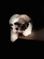 Kyvlo, a male Shih Tzu for sale in Hillsville, VA – Photo 6 of 10