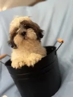 Kyvlo, a male Shih Tzu for sale in Hillsville, VA – Photo 8 of 10