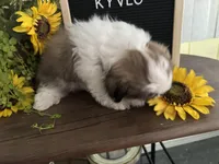 Kyvlo, a male Shih Tzu for sale in Hillsville, VA – Photo 3 of 10