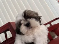 Kyvlo, a male Shih Tzu for sale in Hillsville, VA – Photo 2 of 10