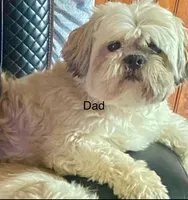 Kyvlo, a male Shih Tzu for sale in Hillsville, VA – Photo 10 of 10