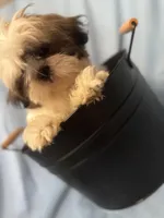 Kyvlo, a male Shih Tzu for sale in Hillsville, VA – Photo 7 of 10