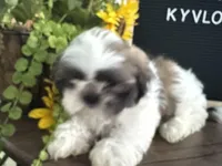 Kyvlo, a male Shih Tzu for sale in Hillsville, VA – Photo 5 of 10