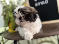 Kyvlo, a male Shih Tzu for sale in Hillsville, VA – Photo 1 of 10