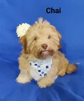 AKC Chai, a male Havanese for sale in Sullivan, IL – Photo 6 of 7