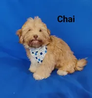 AKC Chai, a male Havanese for sale in Sullivan, IL – Photo 3 of 7