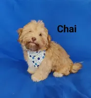 AKC Chai, a male Havanese for sale in Sullivan, IL – Photo 2 of 7