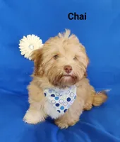 AKC Chai, a male Havanese for sale in Sullivan, IL – Photo 4 of 7