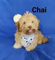 AKC Chai, a male Havanese for sale in Sullivan, IL – Photo 5 of 7