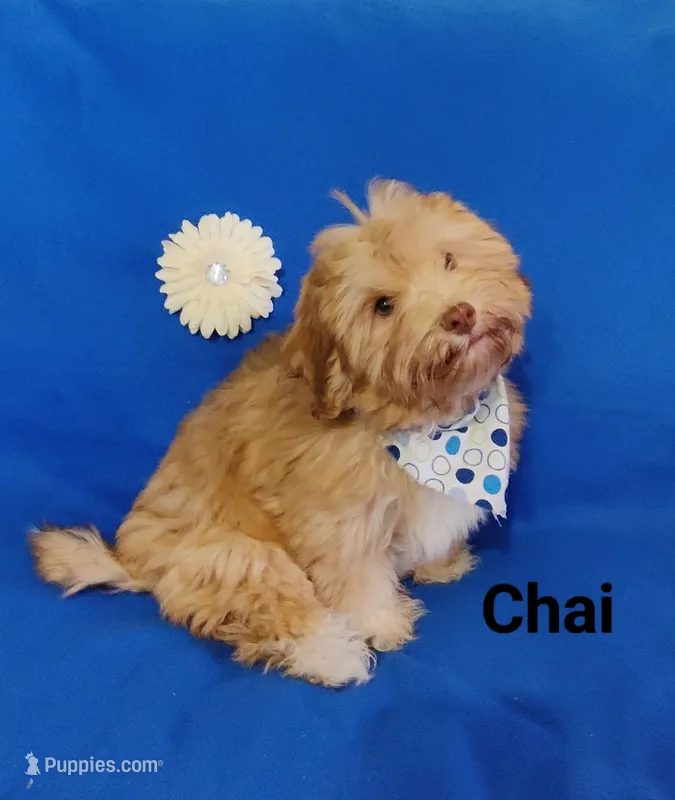 AKC Chai, a male Havanese for sale in Sullivan, IL – Photo 1 of 7