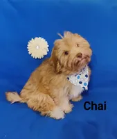 AKC Chai, a male Havanese for sale in Sullivan, IL – Photo 1 of 7