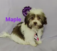 AKC Maple, a female Havanese for sale in Sullivan, IL – Photo 4 of 4