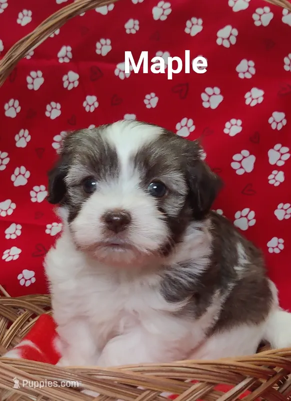 AKC Maple
