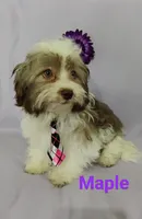 AKC Maple, a female Havanese for sale in Sullivan, IL – Photo 2 of 4